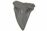 Fossil Broad-Toothed Mako Tooth - South Carolina #214609-1